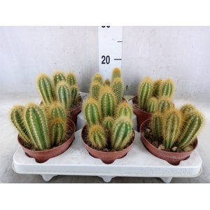 Cactus   ...