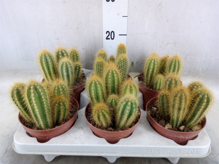 <h4>Cactus   ...</h4>
