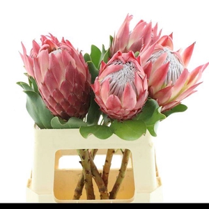 PROTEA CY RED REX