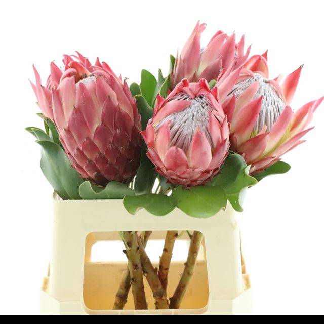 <h4>PROTEA CY RED REX</h4>
