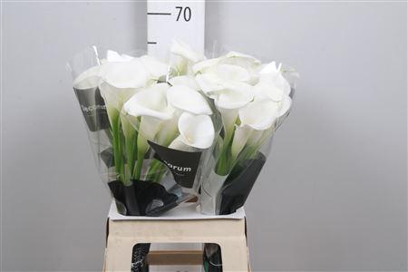 <h4>Zant Ivory Art</h4>