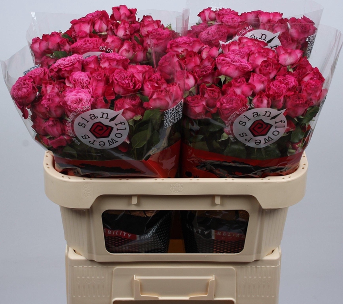 <h4>R TR ROYAL MAGIC</h4>