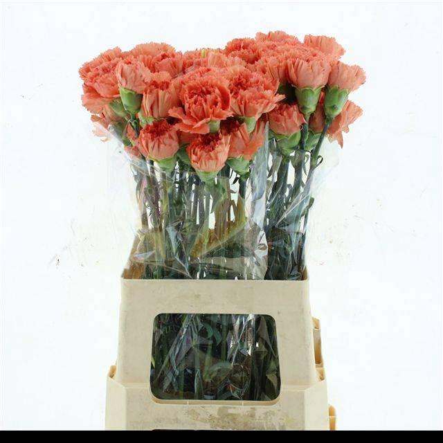 <h4>DI ST MEGAN LIGHT ORANGE</h4>