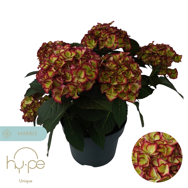 <h4>Hydrangea Hi Moon Red 7+ | Hy-pe Unique</h4>