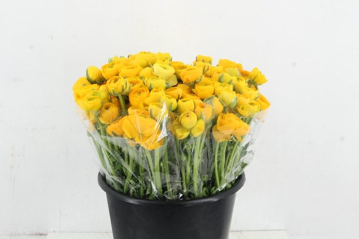 <h4>RAN ELEGANCE YELLOW</h4>