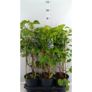 Hydrangea anomala petiolaris