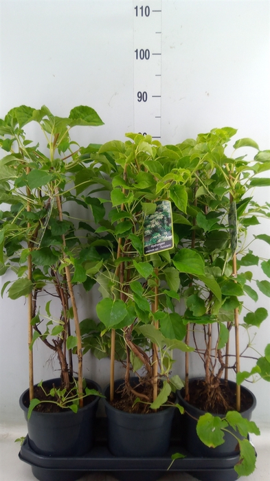 <h4>Hydrangea anomala petiolaris</h4>