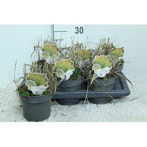 Panicum Virgatum Totem Pole Shenandoah