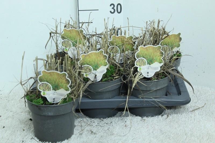 Panicum Virgatum Totem Pole Shenandoah