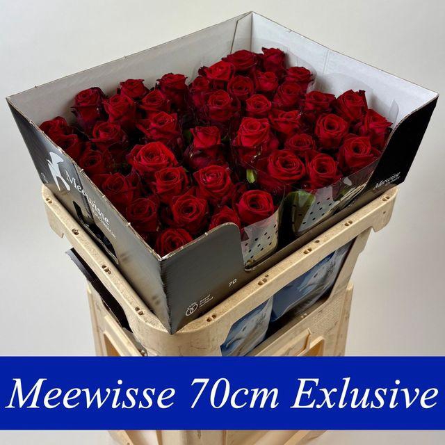 <h4>R GR RED NAOMI! EXCLUSIVE 70CM</h4>