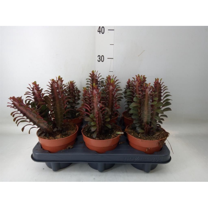 <h4>Euphorbia trigona 'Rubra'</h4>