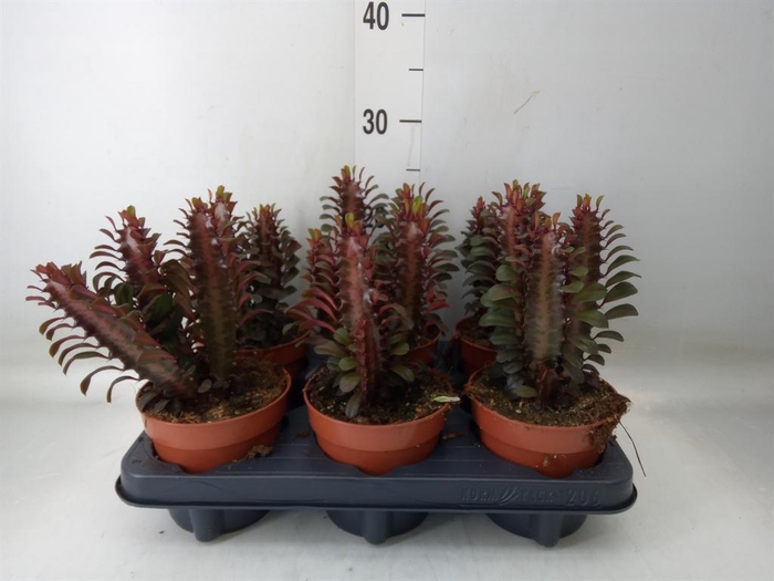 Euphorbia trigona 'Rubra'