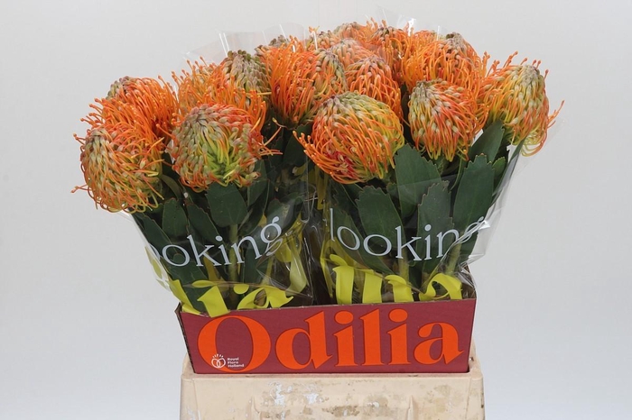 <h4>Nutans Soleil</h4>