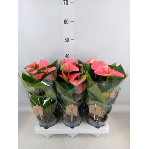 Anthurium andr. 'Sweet Dream'