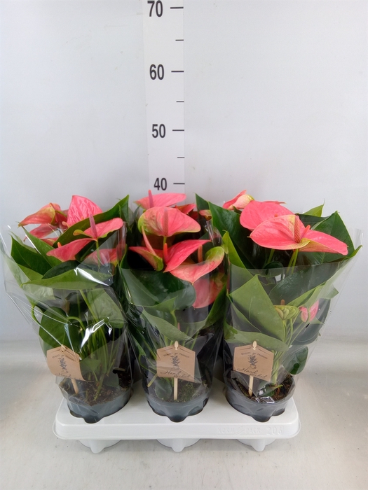 <h4>Anthurium andr. 'Sweet Dream'</h4>