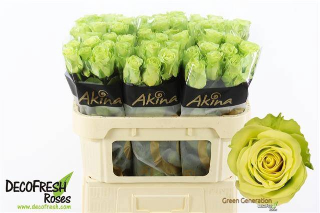 <h4>R Gr Green Generatio</h4>