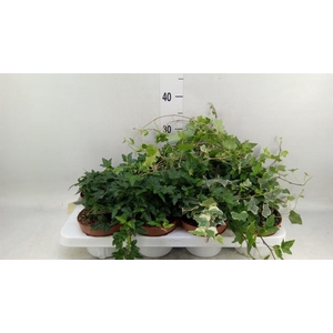 Hedera   ...mix