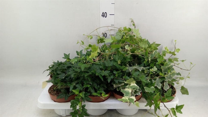 <h4>Hedera ...mix</h4>