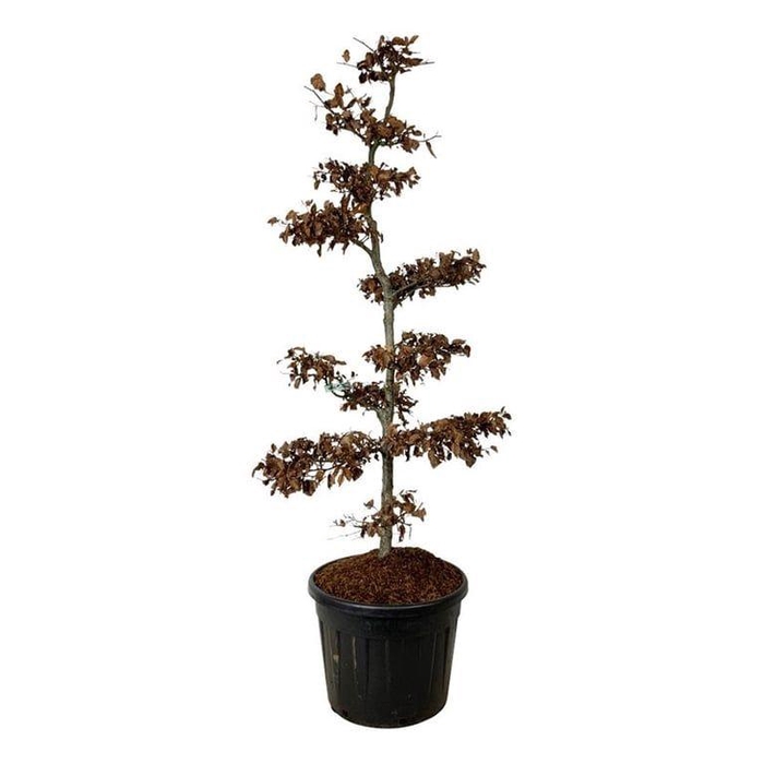 <h4>Fagus sylvatica</h4>