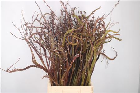 <h4>Salix Sekka Bandwilg</h4>