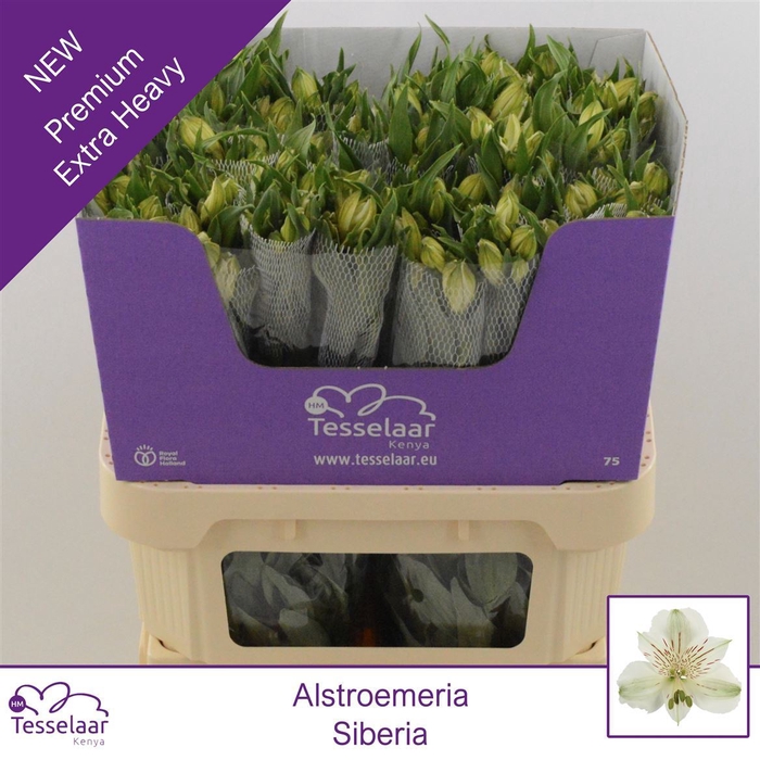 <h4>Alstroemeria Siberia | Heavy Quality+</h4>