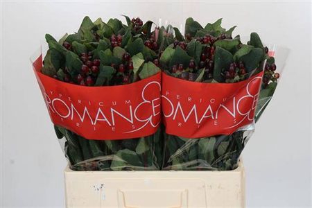 Hyp Rocky Romance