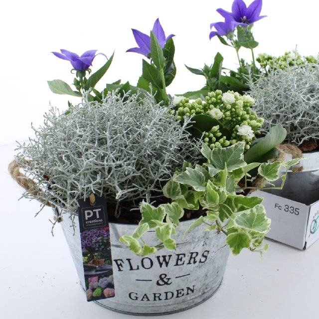 <h4>ARR TUINPLANTEN</h4>