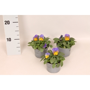 (X) Viola cornuta F1 Morpho
