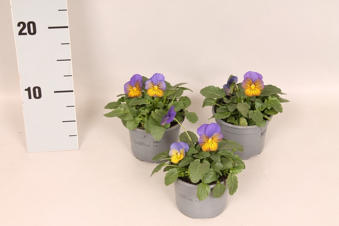 (X) Viola cornuta F1 Morpho