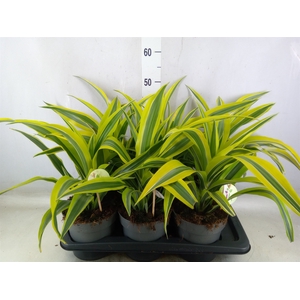 Dracaena fr de 'LemonLime'