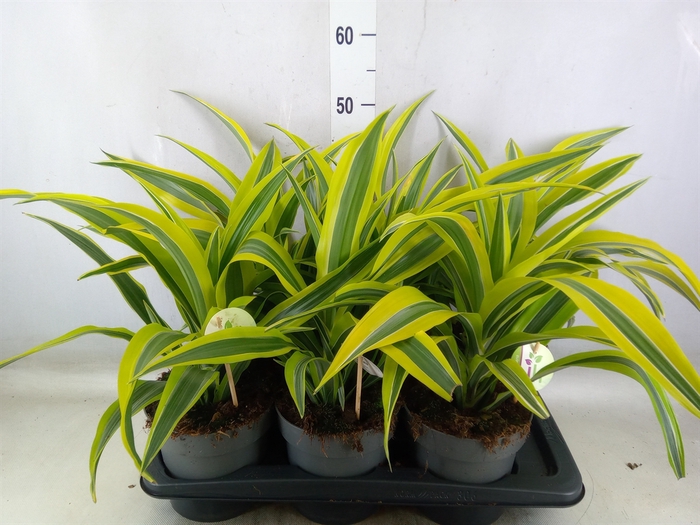 <h4>Dracaena fr de 'LemonLime'</h4>