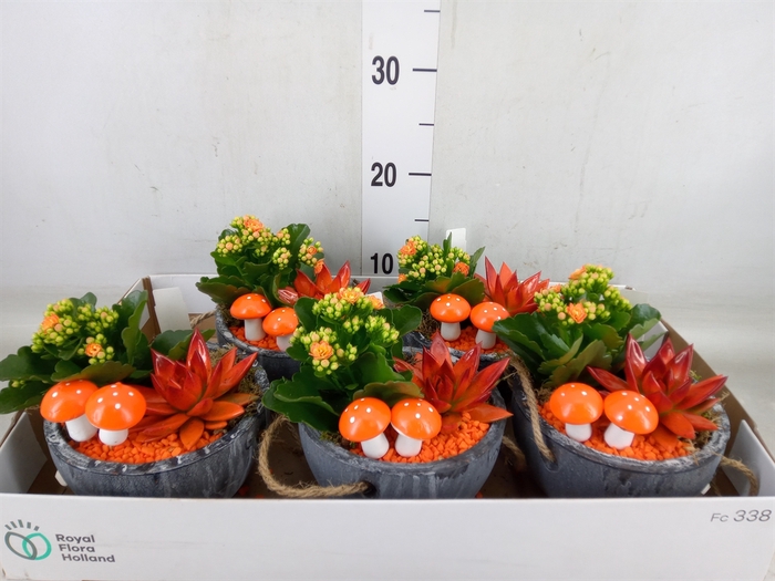 <h4>Arr.   Planten L%</h4>