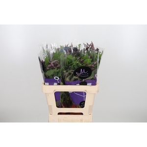 Clem Di Bl Pirouette