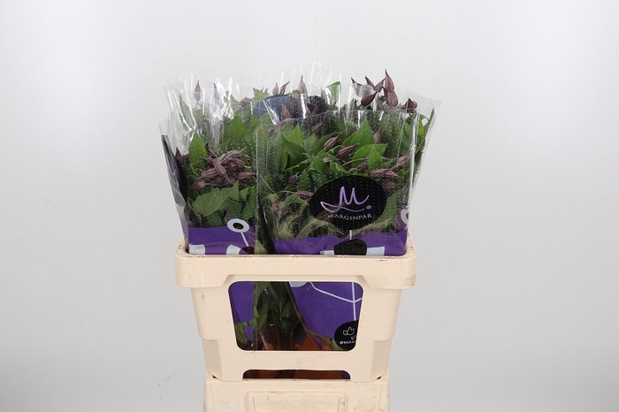 <h4>Clem Di Bl Pirouette</h4>