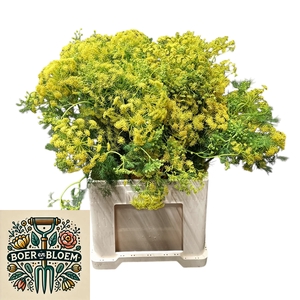 AMMI VISNAGA