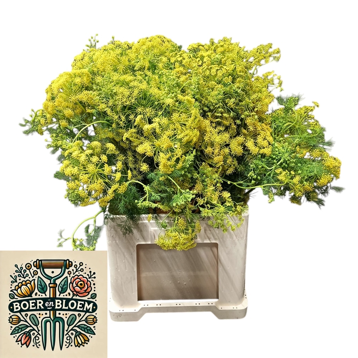<h4>AMMI VISNAGA</h4>