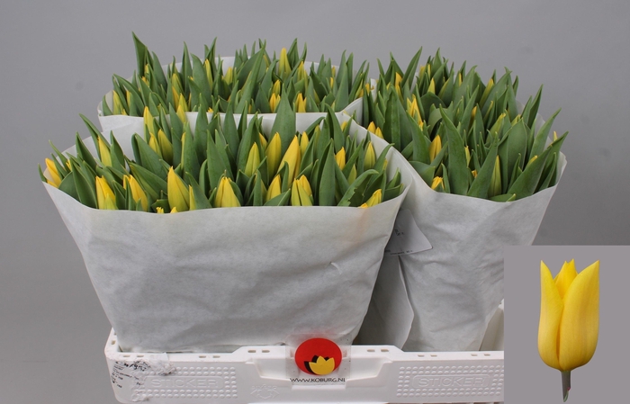 <h4>TU EN STRONG GOLD</h4>