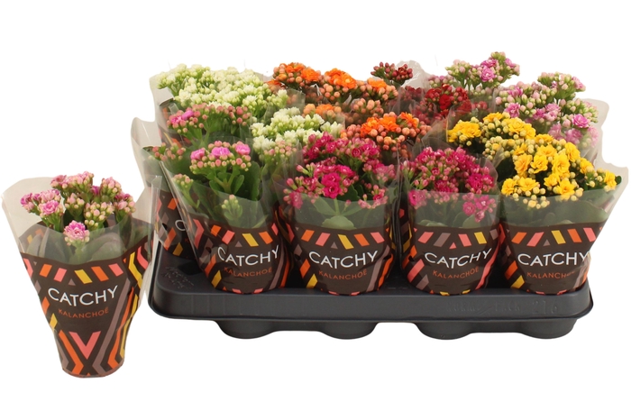 <h4>Kalanchoe Double Mix</h4>