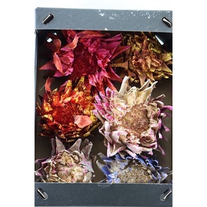 Dried Artz Cynara Heads Spring Mix