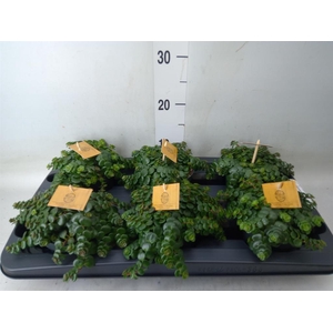 Sedum makinoi 'Kosmosje'