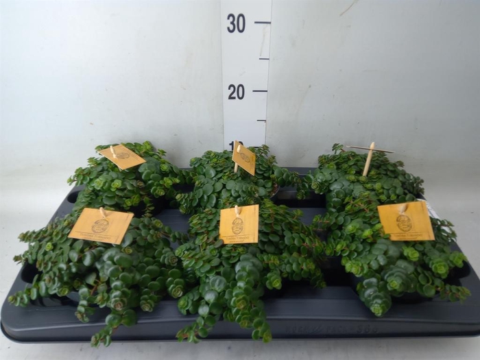 <h4>Sedum makinoi 'Kosmosje'</h4>