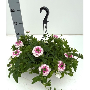PERKPL GEM IN POT