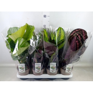 Calathea   ...mix 5