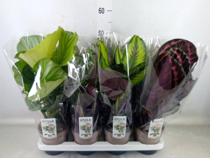 <h4>Calathea   ...mix 5</h4>