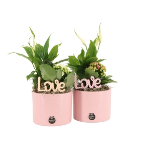 21885: Lovess arrangement