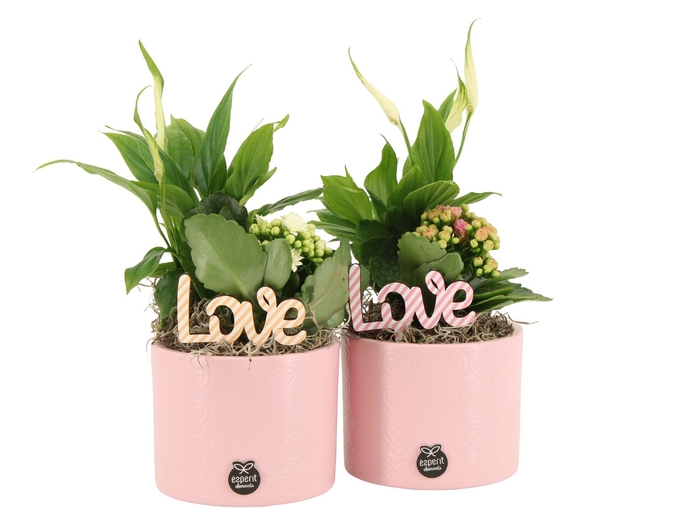 <h4>21885: Love arrangement</h4>