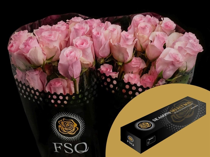 <h4>R GR Christa Box</h4>