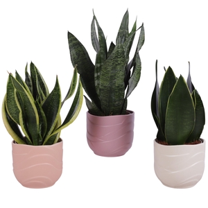 Sansevieria mix Ø12cm in Ø14cm Ceramic SE660