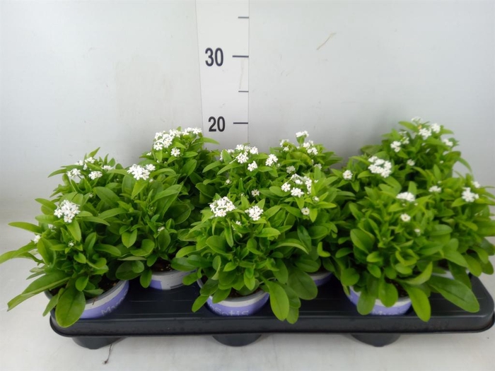 <h4>Myosotis sylv. 'Mon Amie White'</h4>