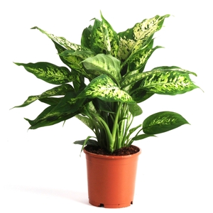 Dieffenbachia Compacta